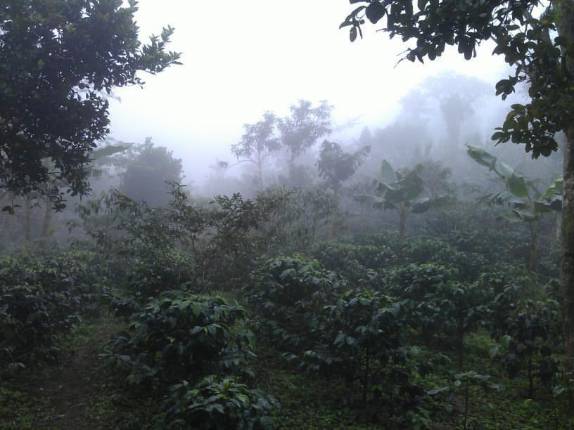 Micro Climate mountain Marcala Honduras Shade Grown Coffee